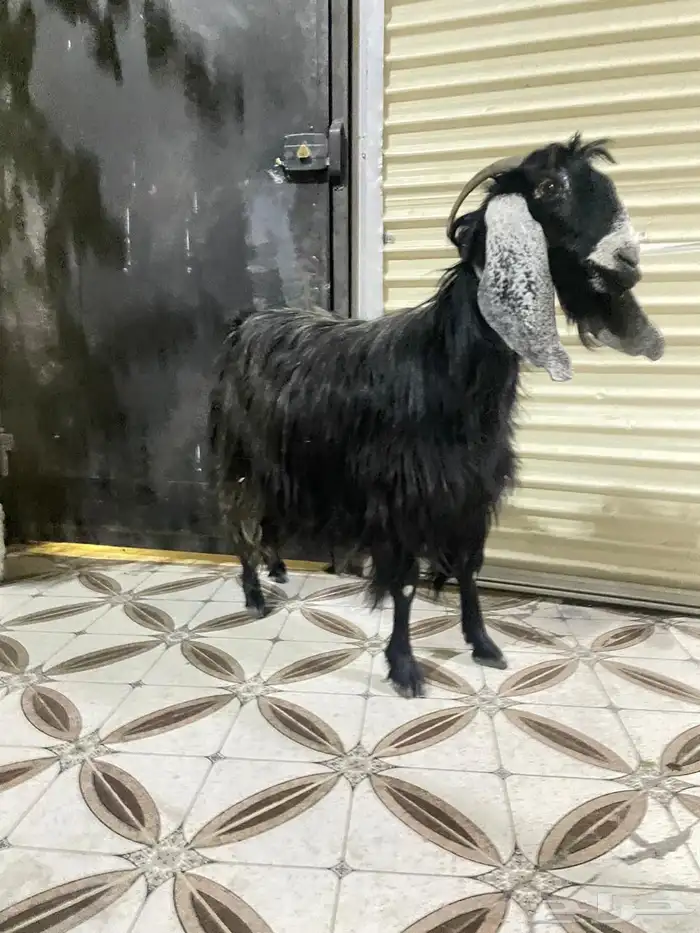عنز حايل سمين وا طيبه 1