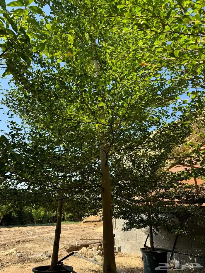 للبيع بالجملة جميع ( الأشجار والشتلات )بكافة احجامها  نجران 24