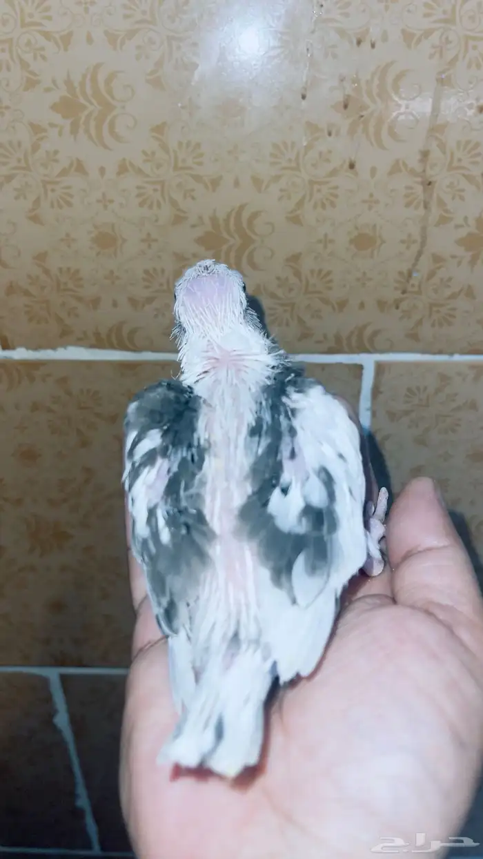 طيور كروان غر تم البيع 1