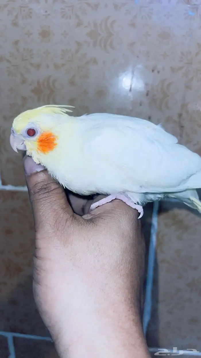 طيور كروان غر تم البيع 4