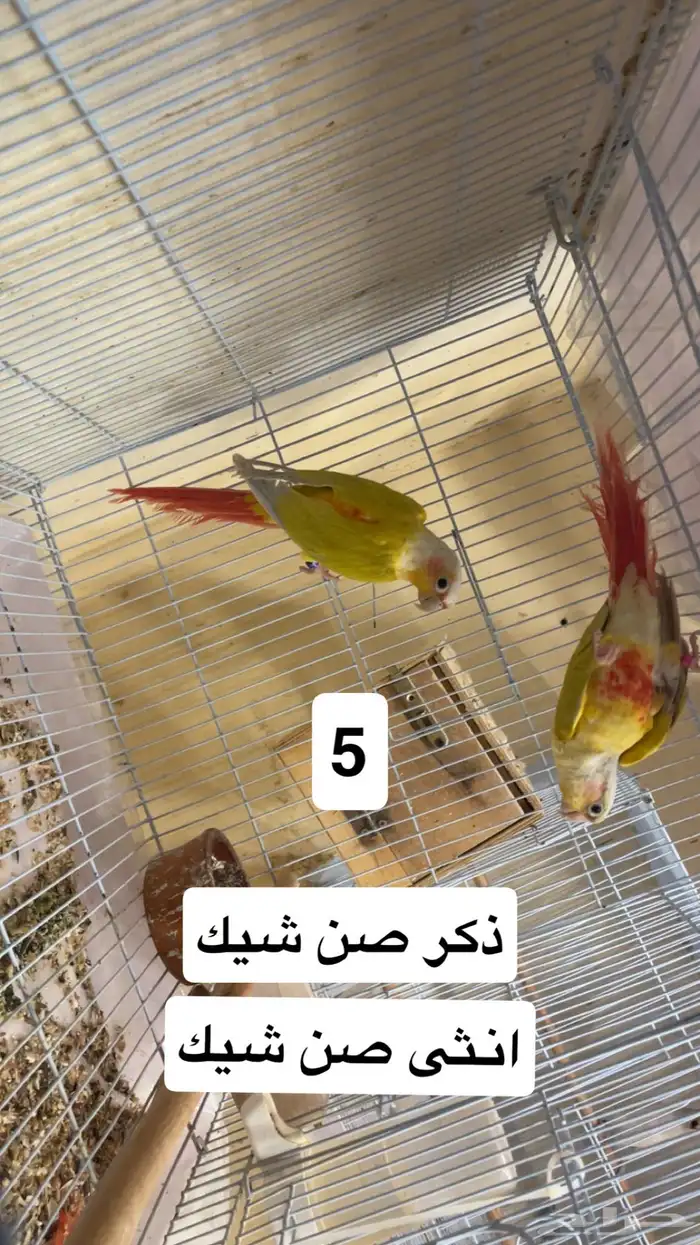 اجواز كنيور منتجه محلله(تم البيع) 1