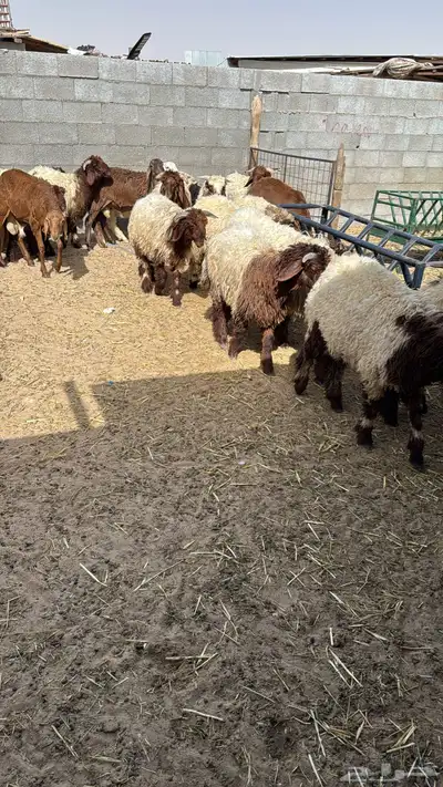 ذبايح نعيمي طليان بلدي شررط اضاحي متوفر تمارا 2