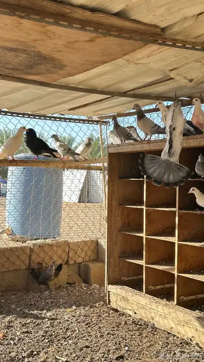 حمام للبيع للي يوقف عليه السوم لو بريال 5