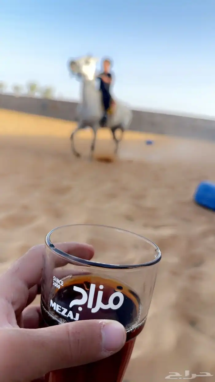 ركوب حر للخيل 1
