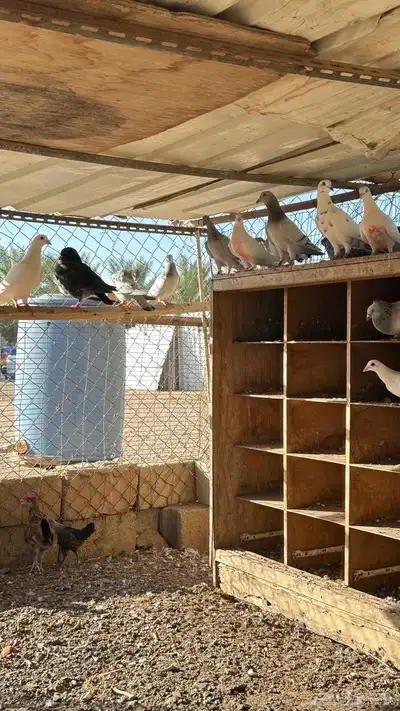 حمام للبيع للي يوقف عليه السوم لو بريال 0