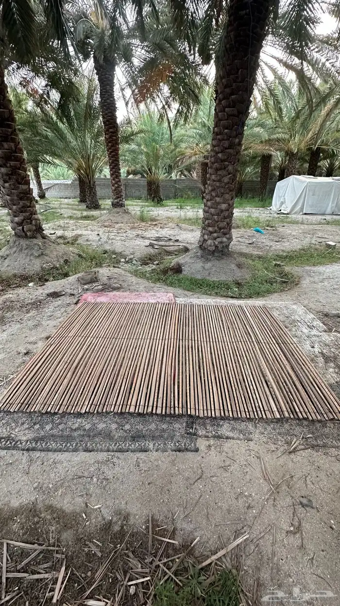 جرد سعف جريد 2