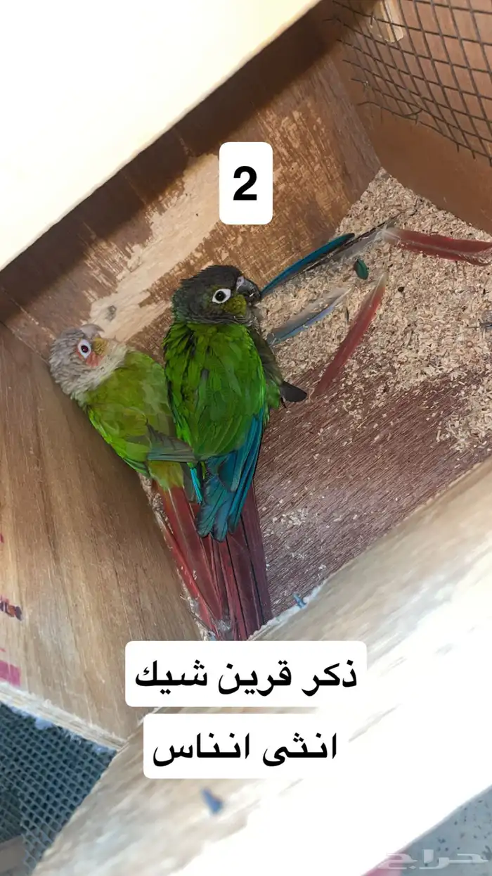اجواز كنيور منتجه محلله(تم البيع) 4