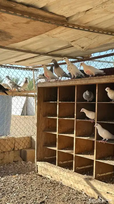 حمام للبيع للي يوقف عليه السوم لو بريال 1