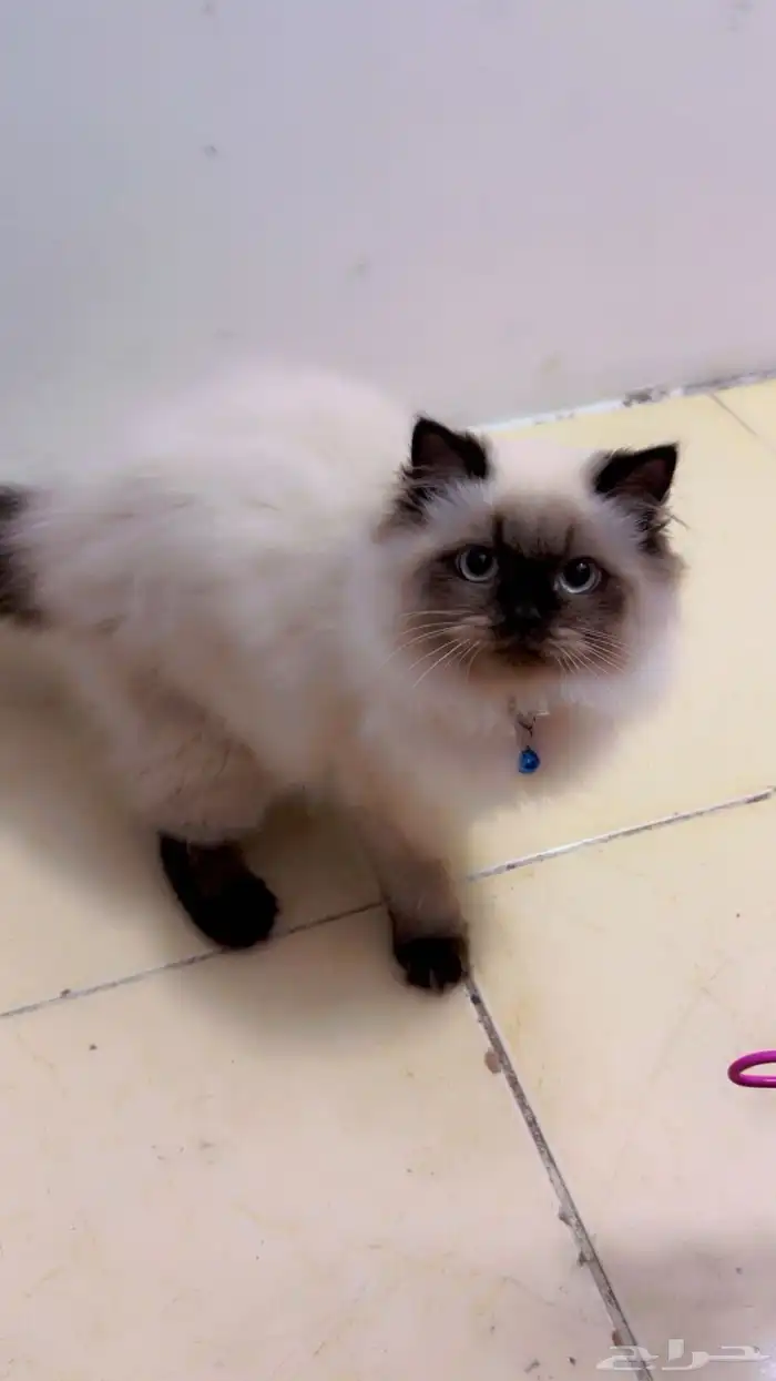 Female 6 month old kittens Scottish breed 2