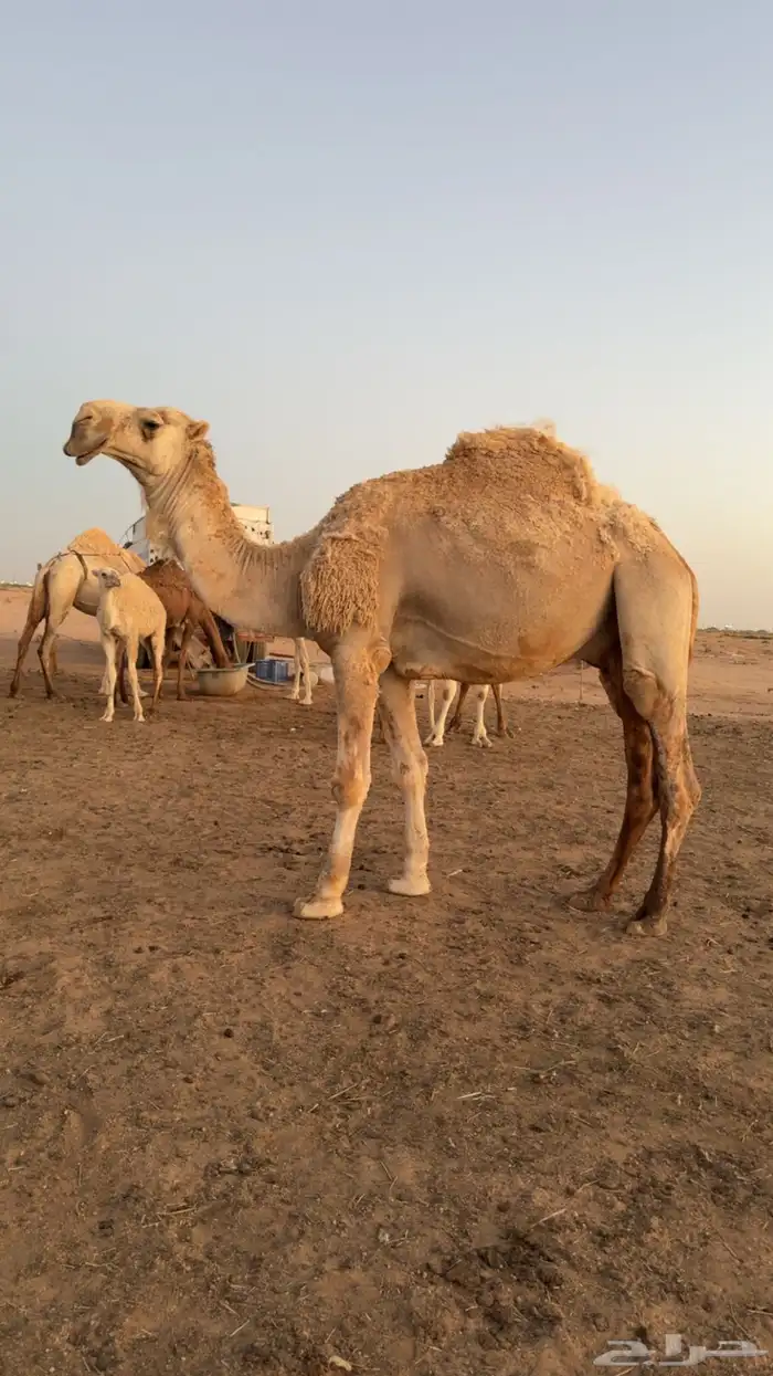 بعير منتج تمامي للبيع 1