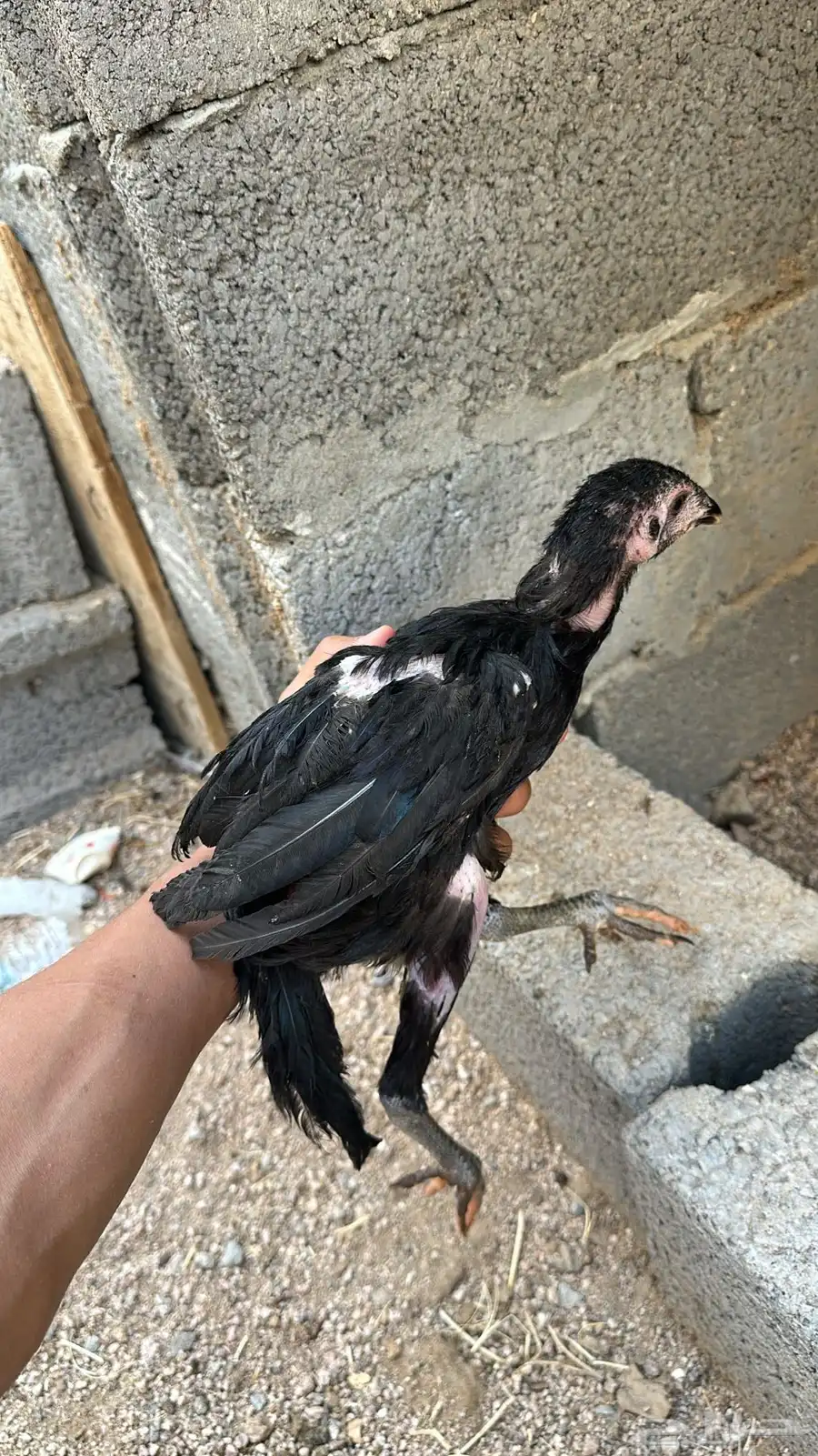 دجاجة باكستانية 1
