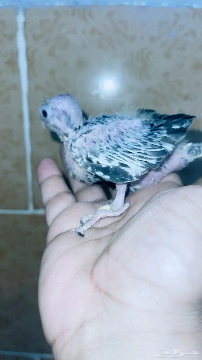 طيور كروان غر تم البيع 2