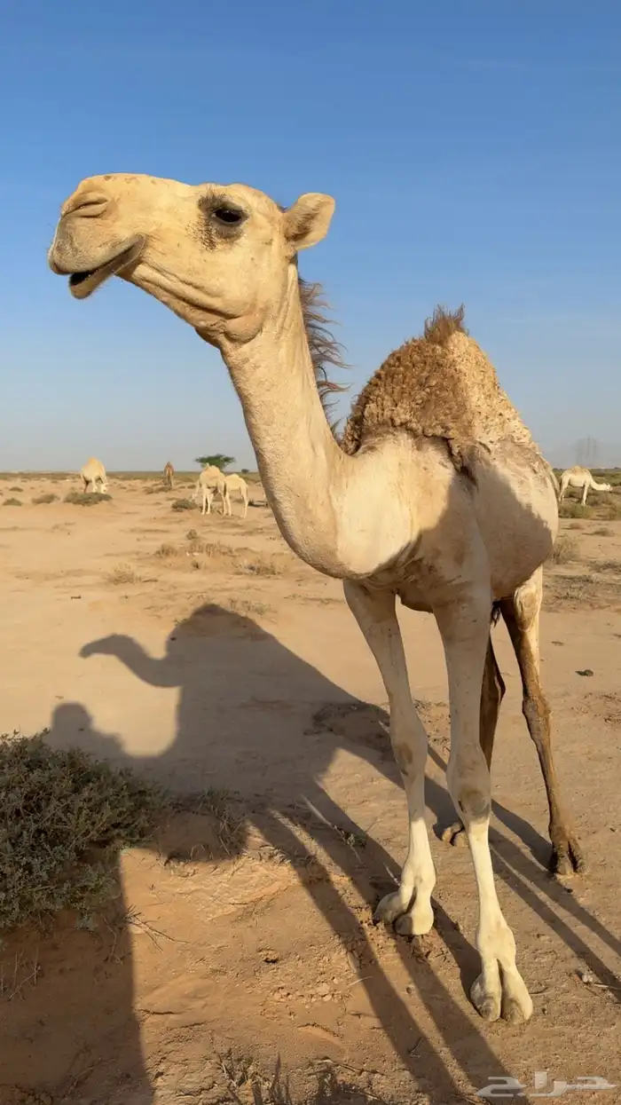 بعير منتج تمامي للبيع 4