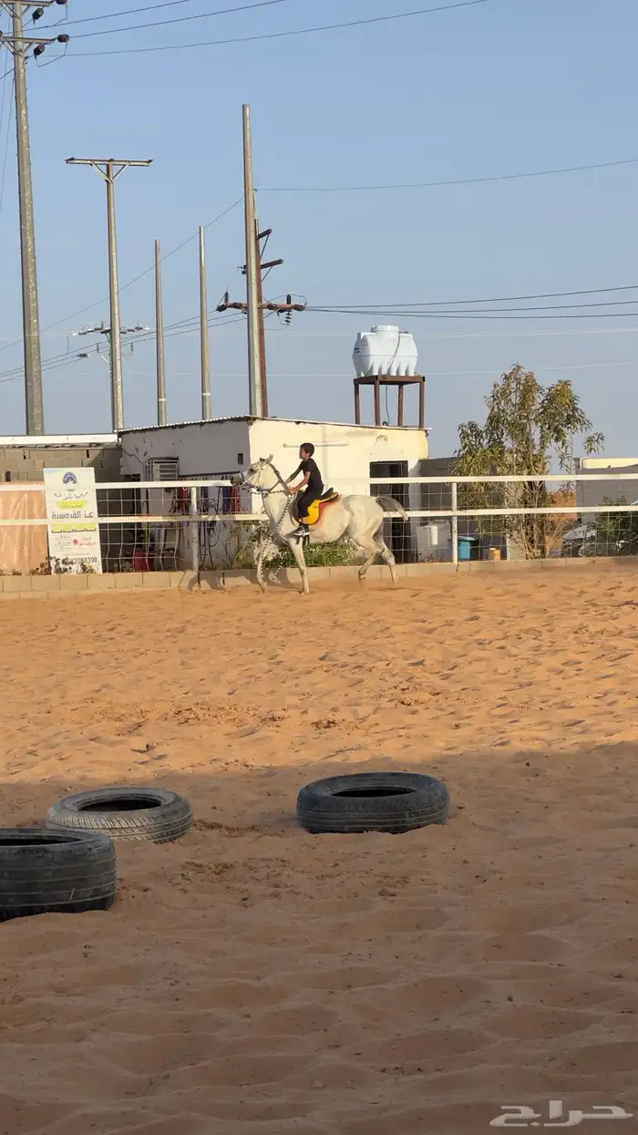 ركوب حر للخيل 0