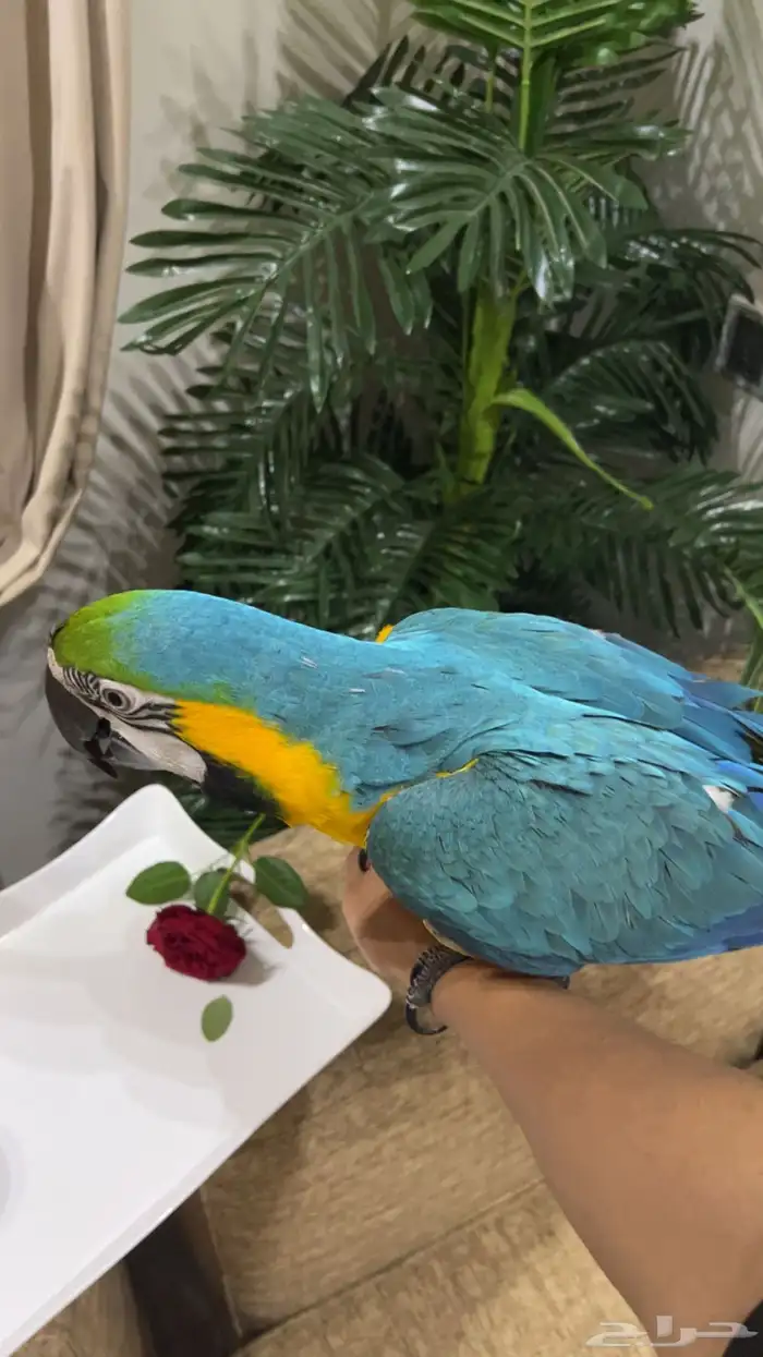 ببغاء مكاو للبيع على السوم 2