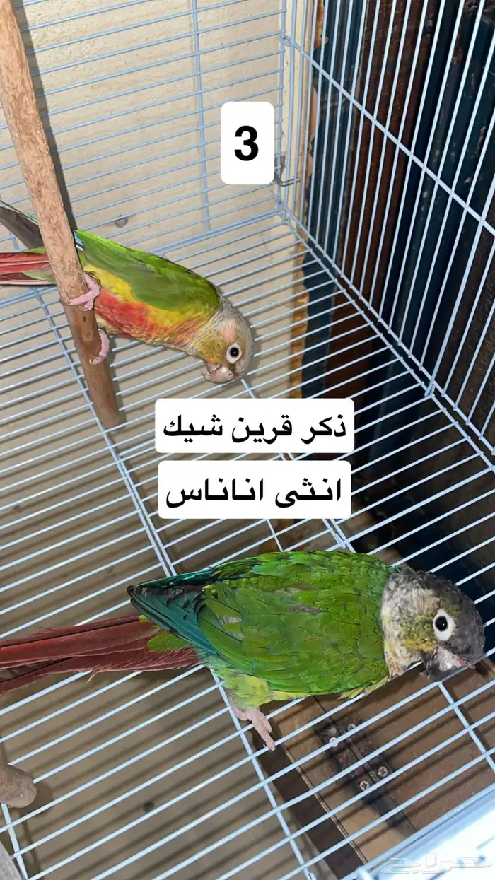 اجواز كنيور منتجه محلله(تم البيع) 3
