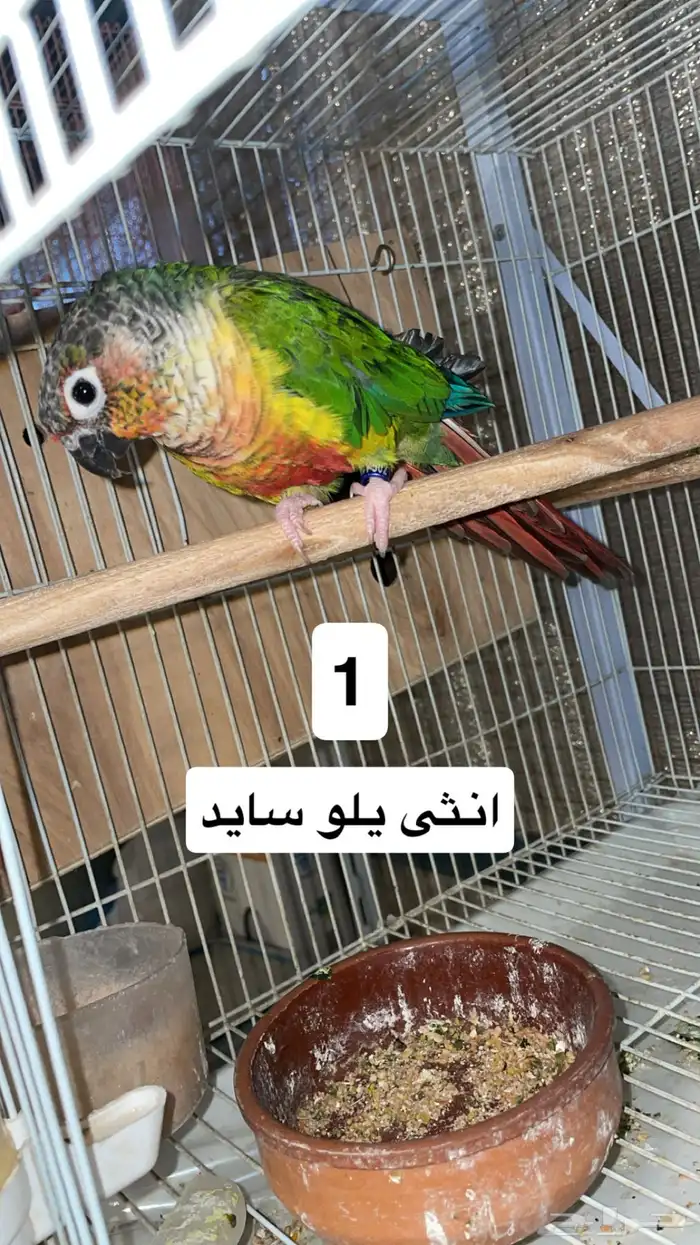 اجواز كنيور منتجه محلله(تم البيع) 6