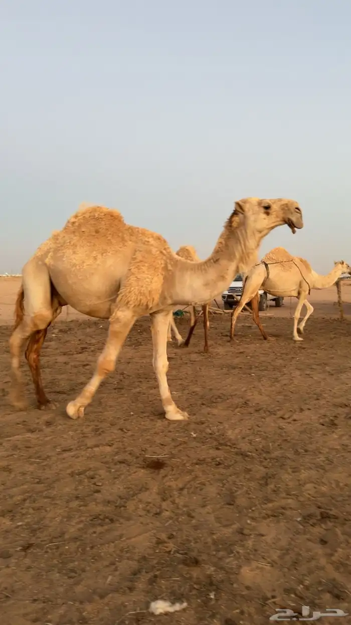 بعير منتج تمامي للبيع 0