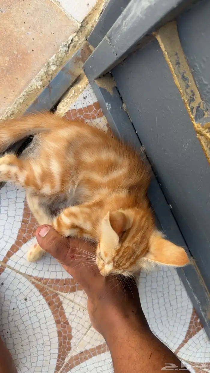 بسه للتبني 0