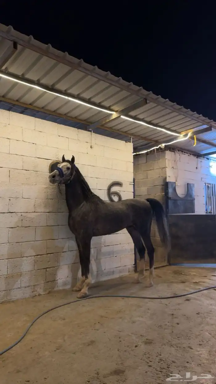 حصان شعبي فاخر 1