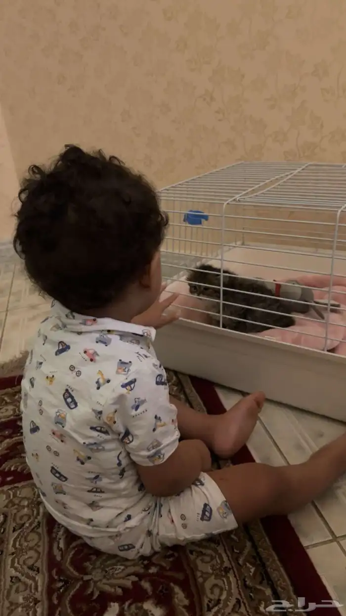 ماشاءالله قطه للبيع صغيره كتن 2