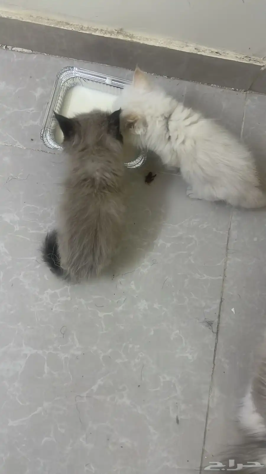 قطط شيرازي 0