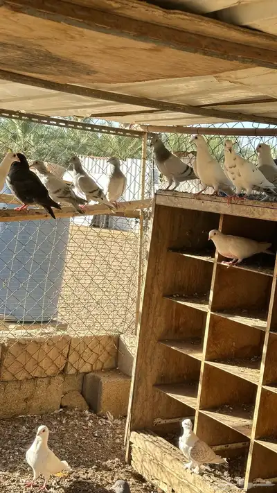 حمام للبيع للي يوقف عليه السوم لو بريال 3