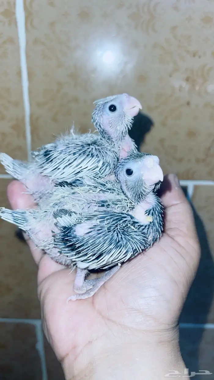 طيور كروان غر تم البيع 3