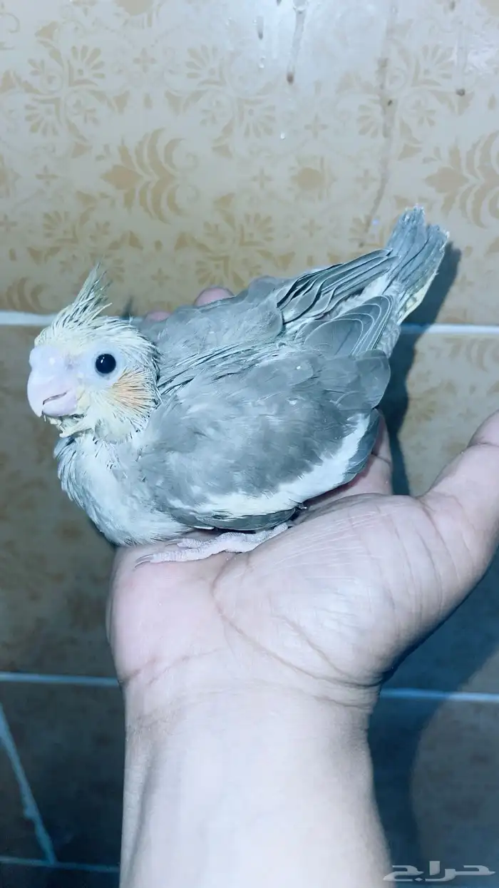 طيور كروان غر تم البيع 5