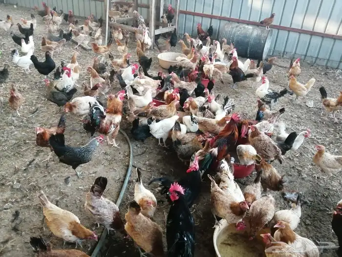 ديوك فيومي وبلدي 1