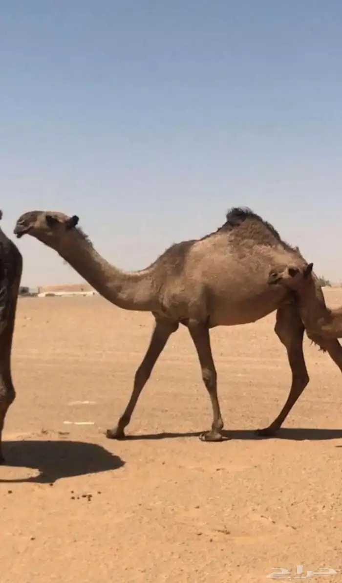 حقة صفراء كفو 0