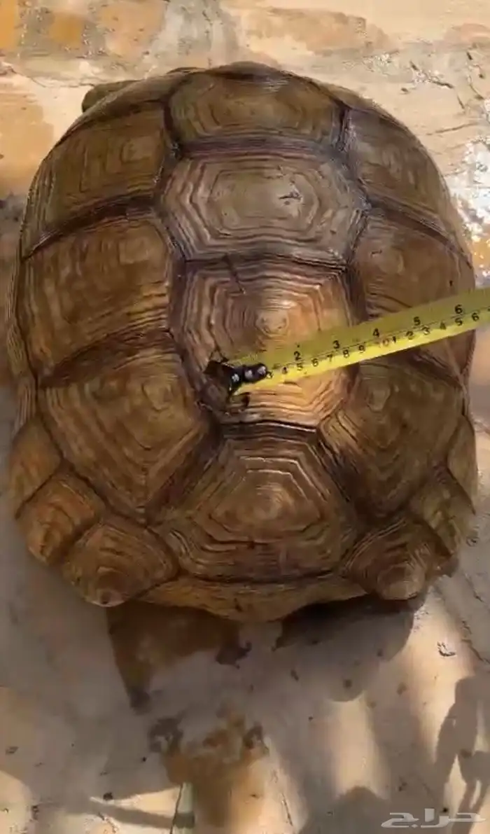 سلحفاه ضخمه 0