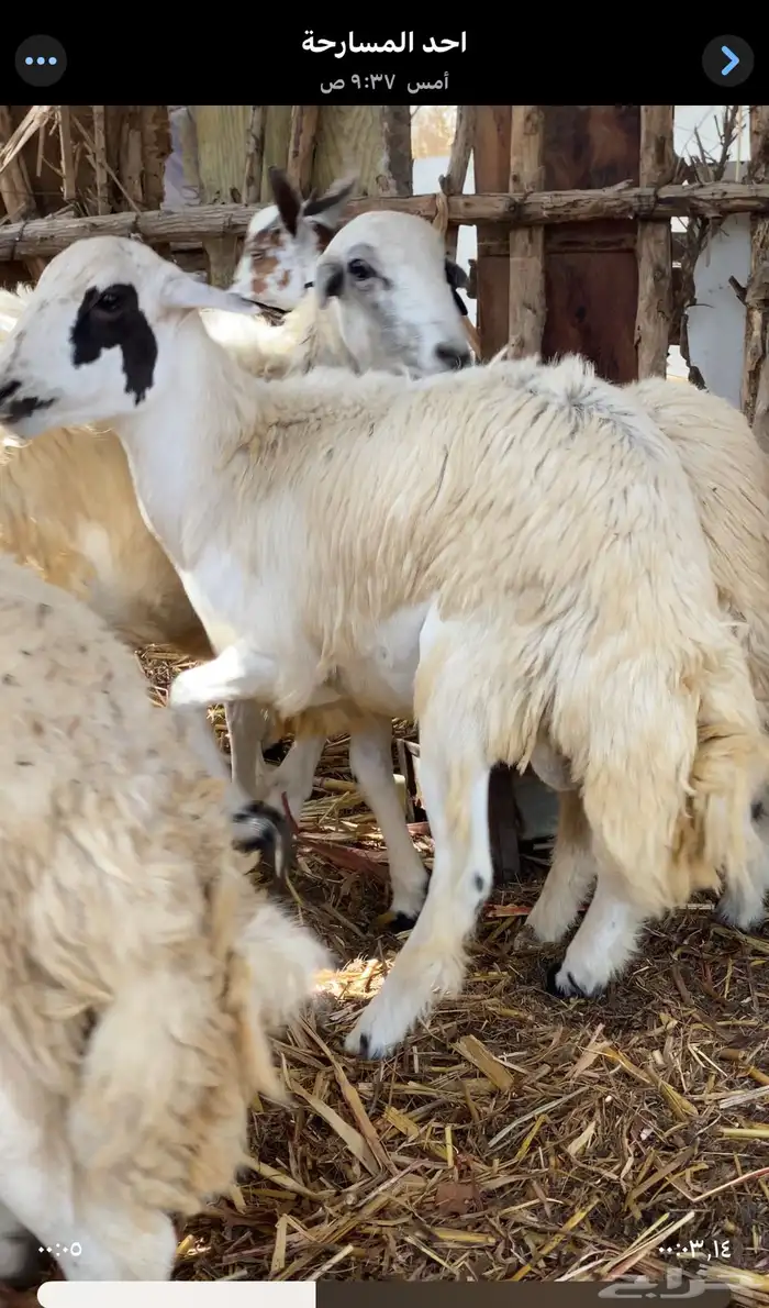 كبش للبيع مخصي يضحي 2