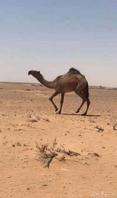 حقة صفراء كفو 1