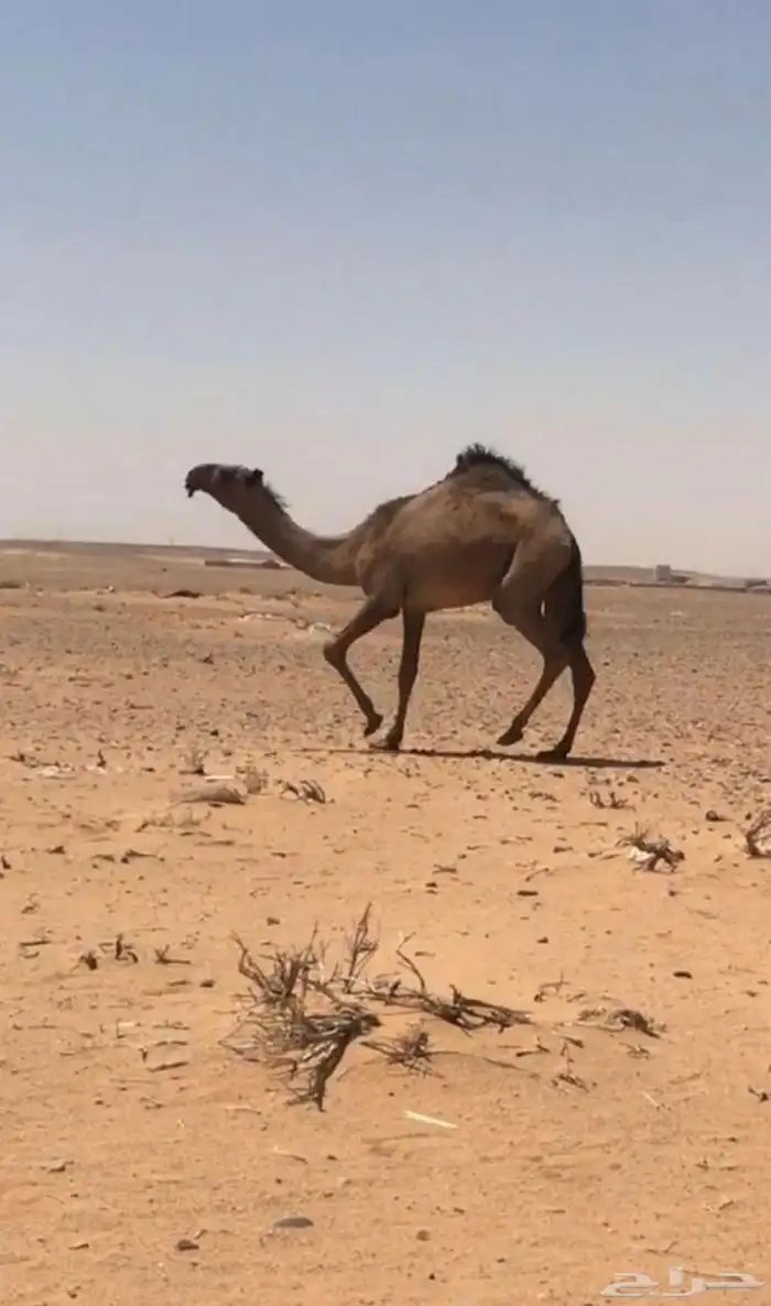 حقة صفراء كفو 1