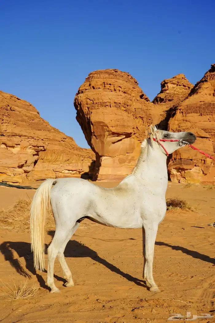 حصان فحل مربط 1