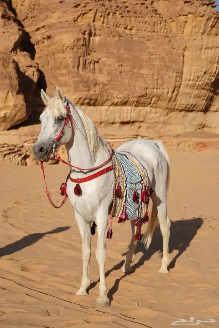 حصان فحل مربط 2