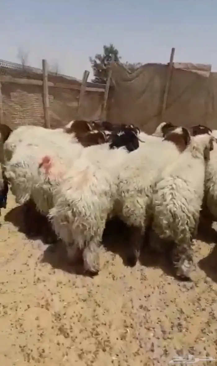 ذبايح للبيع 0