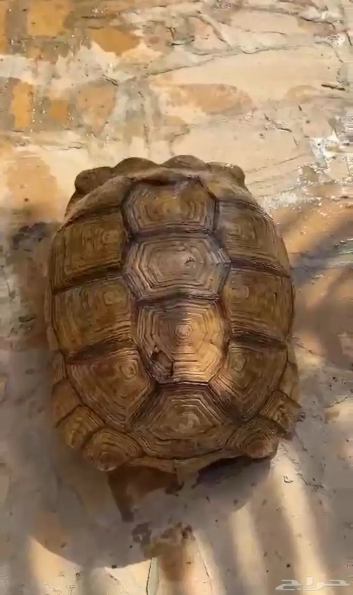 سلحفاه ضخمه 2