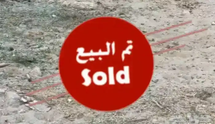 اضاحي ذبايح طليان فاخره 6
