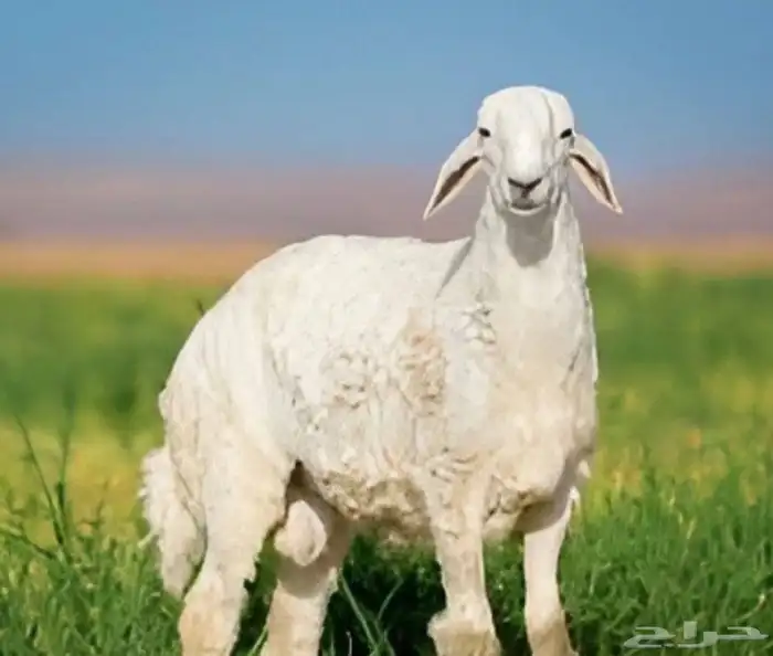مطلوب ضحايا في عفيف طليان ولا رخال ب أسعار معقوله 0