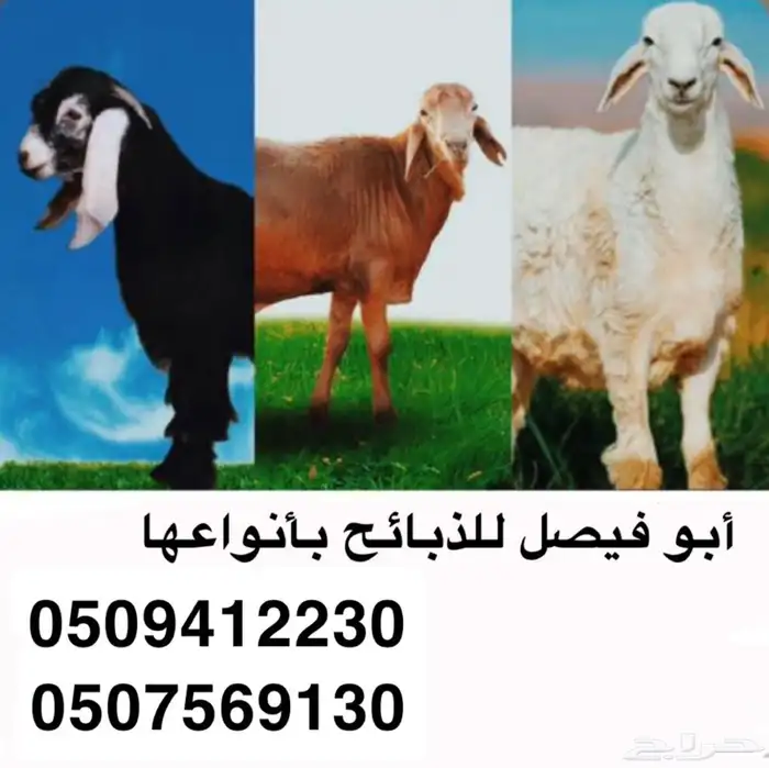 طليان سواكن للبيع 0