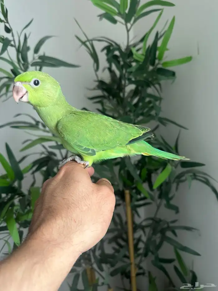 فرخ دره نهايه غر اليف 2