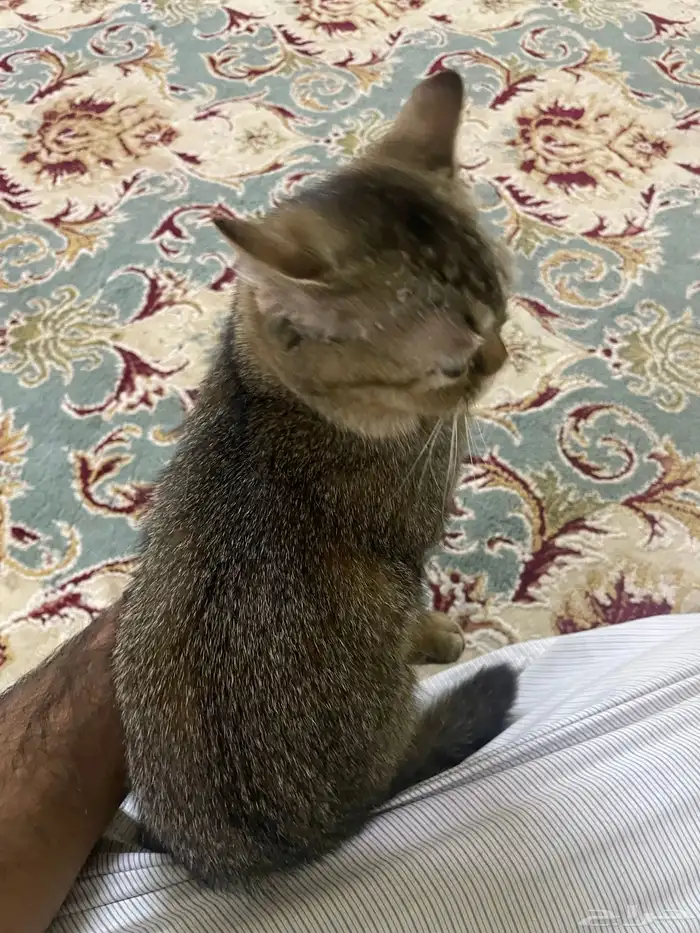 قطط تبني 3