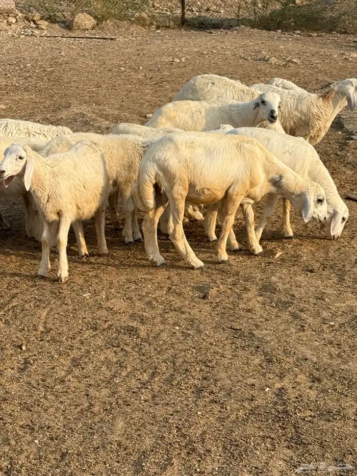 ذبايح حري وتيوس بلدي 0