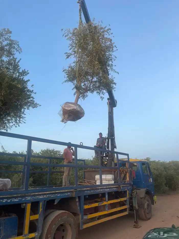 اشجار زيتون. وحمضيات واشجار زينه جميع مقاسات 8