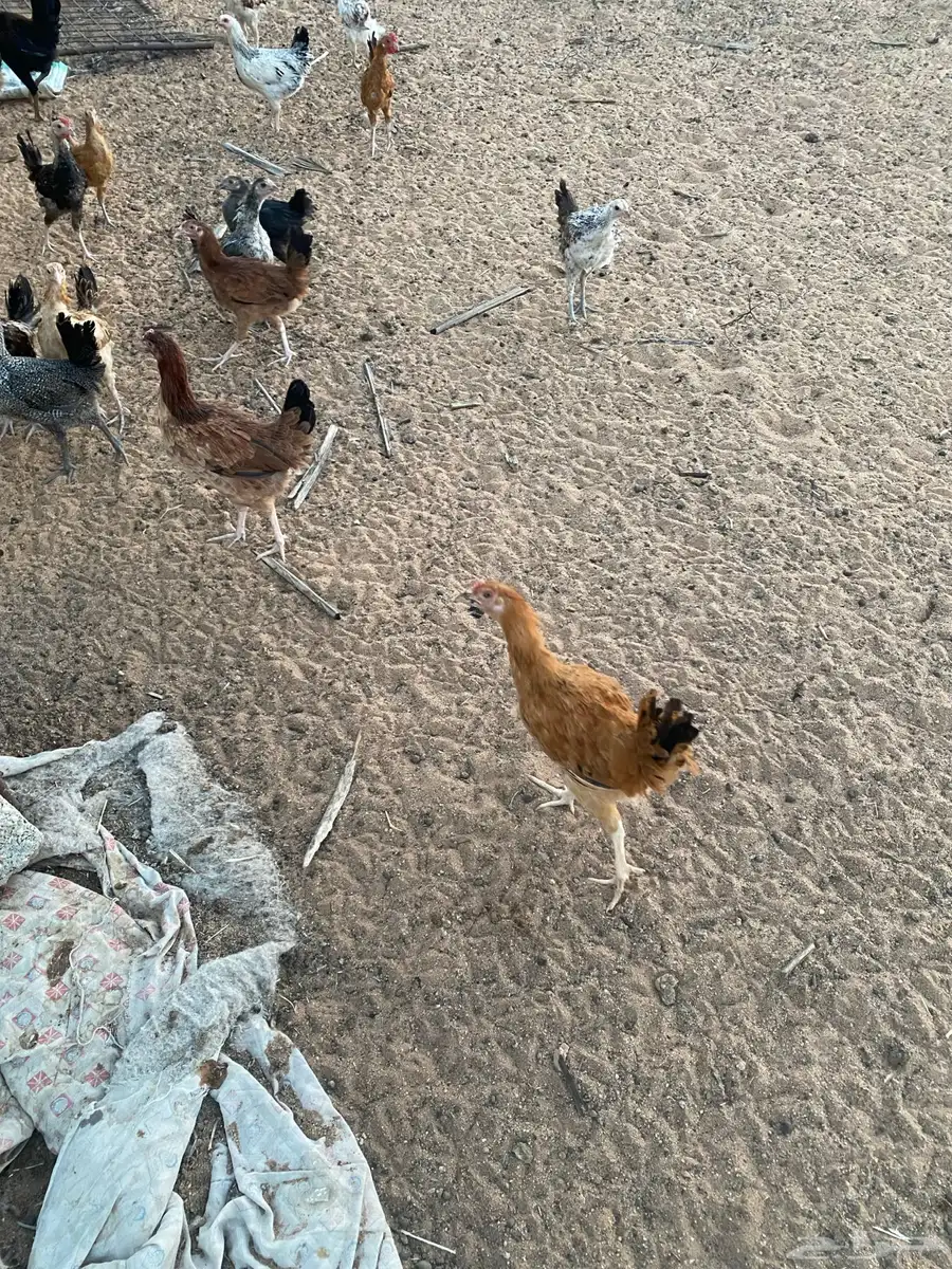 دجاج للبيع 0