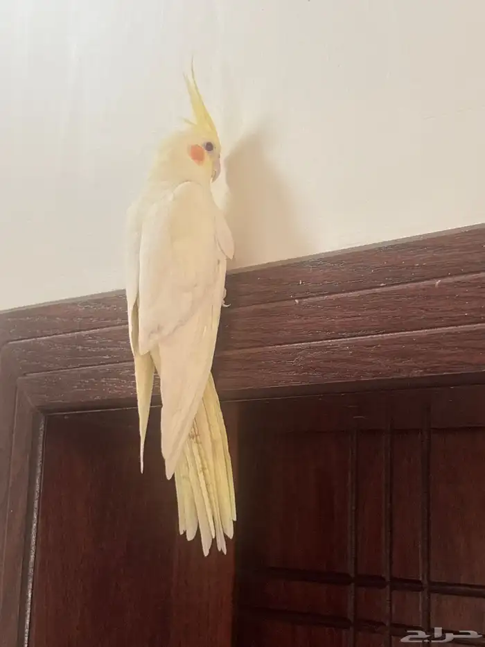 كروان اليف للبيع بسبب السفر 0