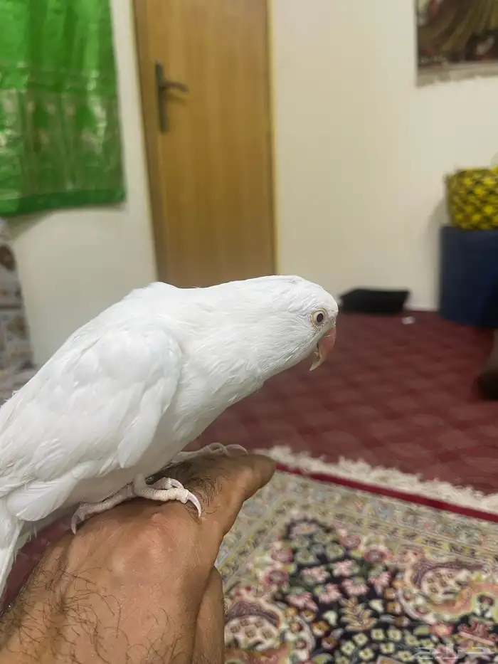 دره البينو 2