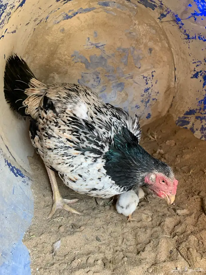 دجاجه سنديه مفرخه 2